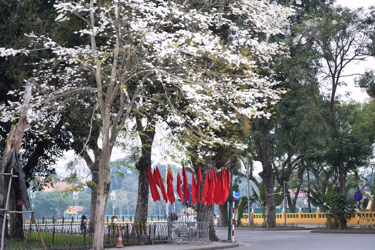 Nhiều người dân Hà Nội, đặc biệt là giới trẻ cũng tụ tập đông đúc tại khu vực có sưa trắng nở để lưu lại những bộ hình check-in đầy lãng mạn. Ảnh Tuyên Parafu