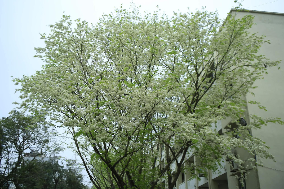 Hoa sưa nở rất nhanh nhưng cũng nhanh tàn, nhường chỗ cho sắc lá xanh non. Ảnh Tuyên Parafu