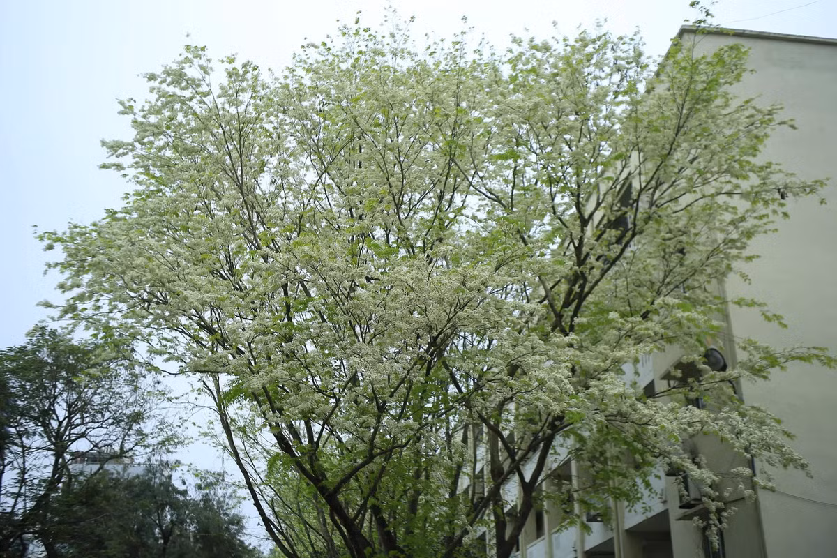 Hoa sưa nở rất nhanh nhưng cũng nhanh tàn, nhường chỗ cho sắc lá xanh non. Ảnh Tuyên Parafu