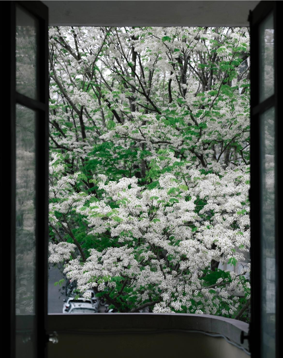 Tháng Ba, mùa hoa sưa về. Nếu có một ngày đi ngang qua phố, bất chợt thấy một tán cây trắng muốt giữa trời, đừng quên đứng lại vài giây, check-in, hít hà một chút không khí dịu dàng của mùa hoa sưa Hà Nội. Ảnh Blogcuarot