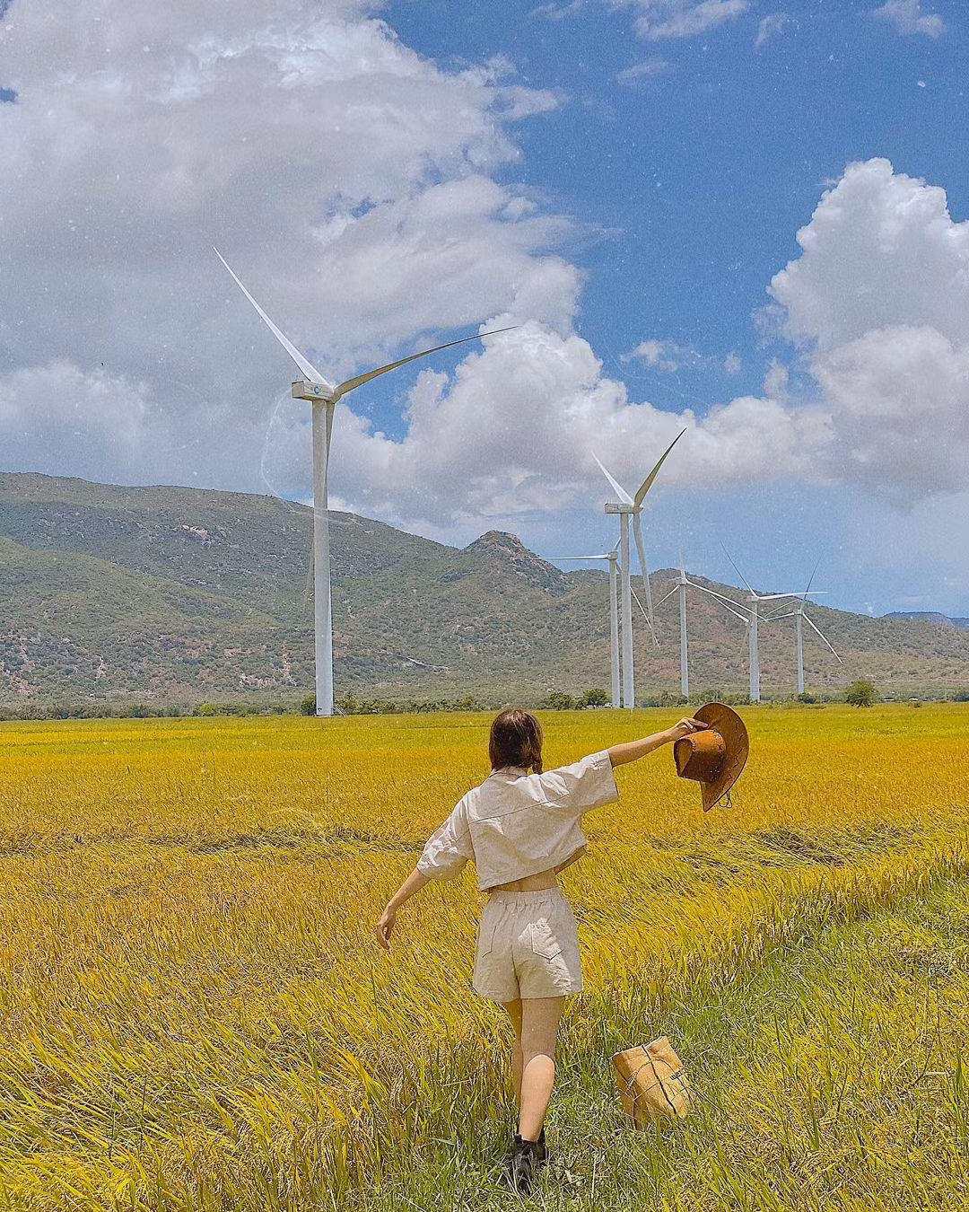 Đến mùa lúa chín, cả không gian như được dát vàng, hương lúa thơm phảng phất trong gió, mang đến cảm giác thư thái và bình yên. Ảnh MIA