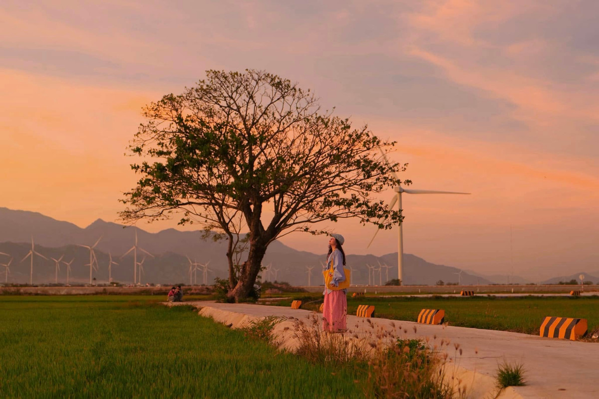 Nơi đây có đến 16 trụ tua bin, được xây dựng giữa những cánh đồng xanh mát, phía xa xa là đồi núi chập chùng của vùng đất Ninh Thuận, tất cả như tạo nên một bức tranh vô cùng đẹp. Ảnh Bích Ngọc Bích