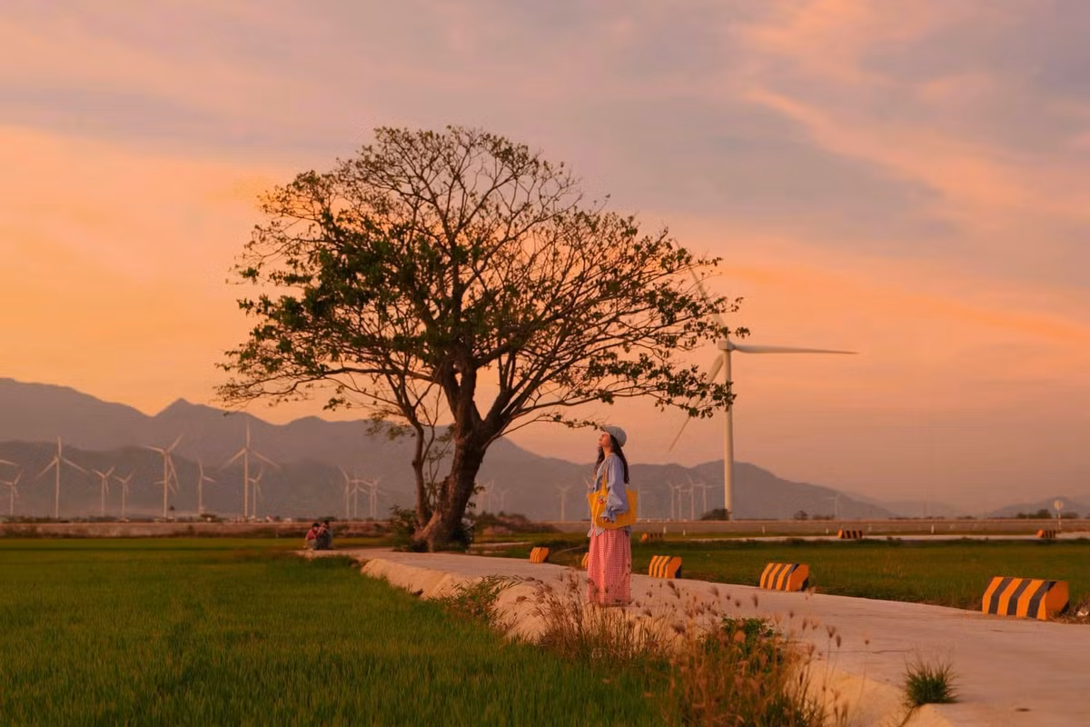 Nơi đây có đến 16 trụ tua bin, được xây dựng giữa những cánh đồng xanh mát, phía xa xa là đồi núi chập chùng của vùng đất Ninh Thuận, tất cả như tạo nên một bức tranh vô cùng đẹp. Ảnh Bích Ngọc Bích