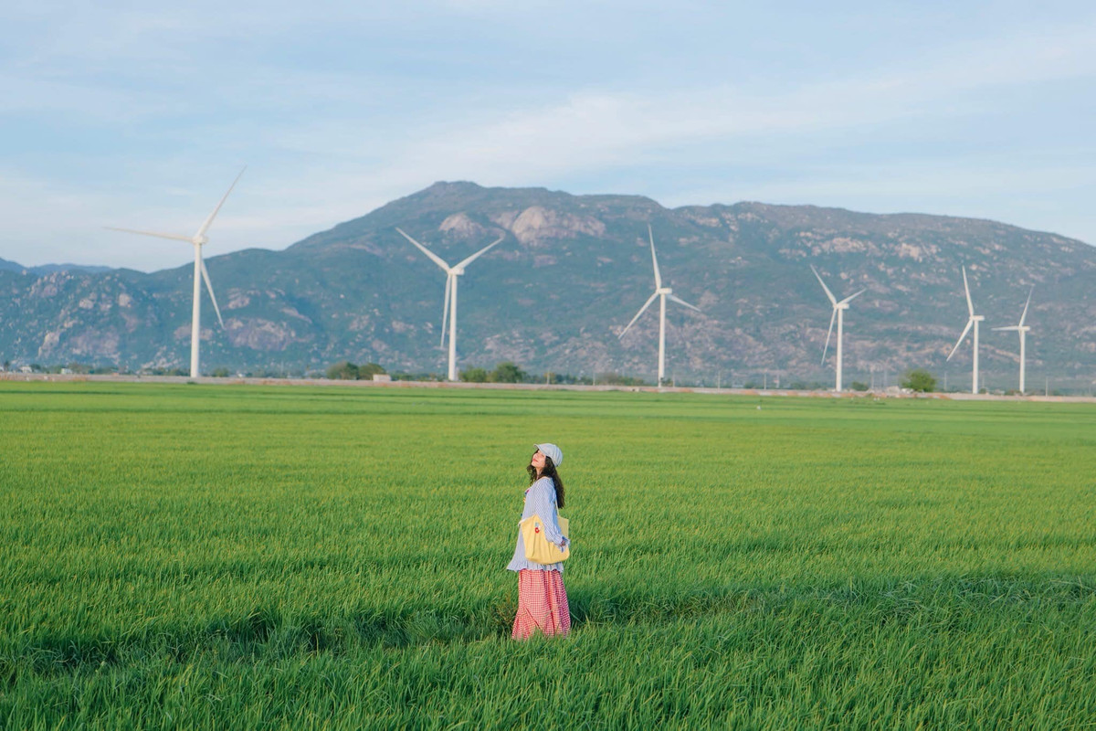 Nơi đây có đến 16 trụ tua bin, được xây dựng giữa những cánh đồng xanh mát, phía xa xa là đồi núi chập chùng của vùng đất Ninh Thuận, tất cả như tạo nên một bức tranh vô cùng đẹp. Ảnh Bích Ngọc Bích