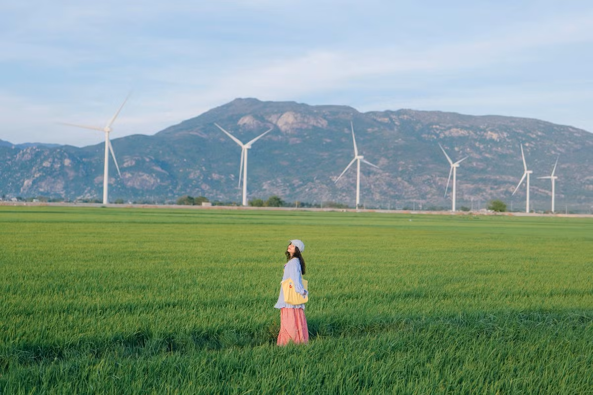 Nơi đây có đến 16 trụ tua bin, được xây dựng giữa những cánh đồng xanh mát, phía xa xa là đồi núi chập chùng của vùng đất Ninh Thuận, tất cả như tạo nên một bức tranh vô cùng đẹp. Ảnh Bích Ngọc Bích