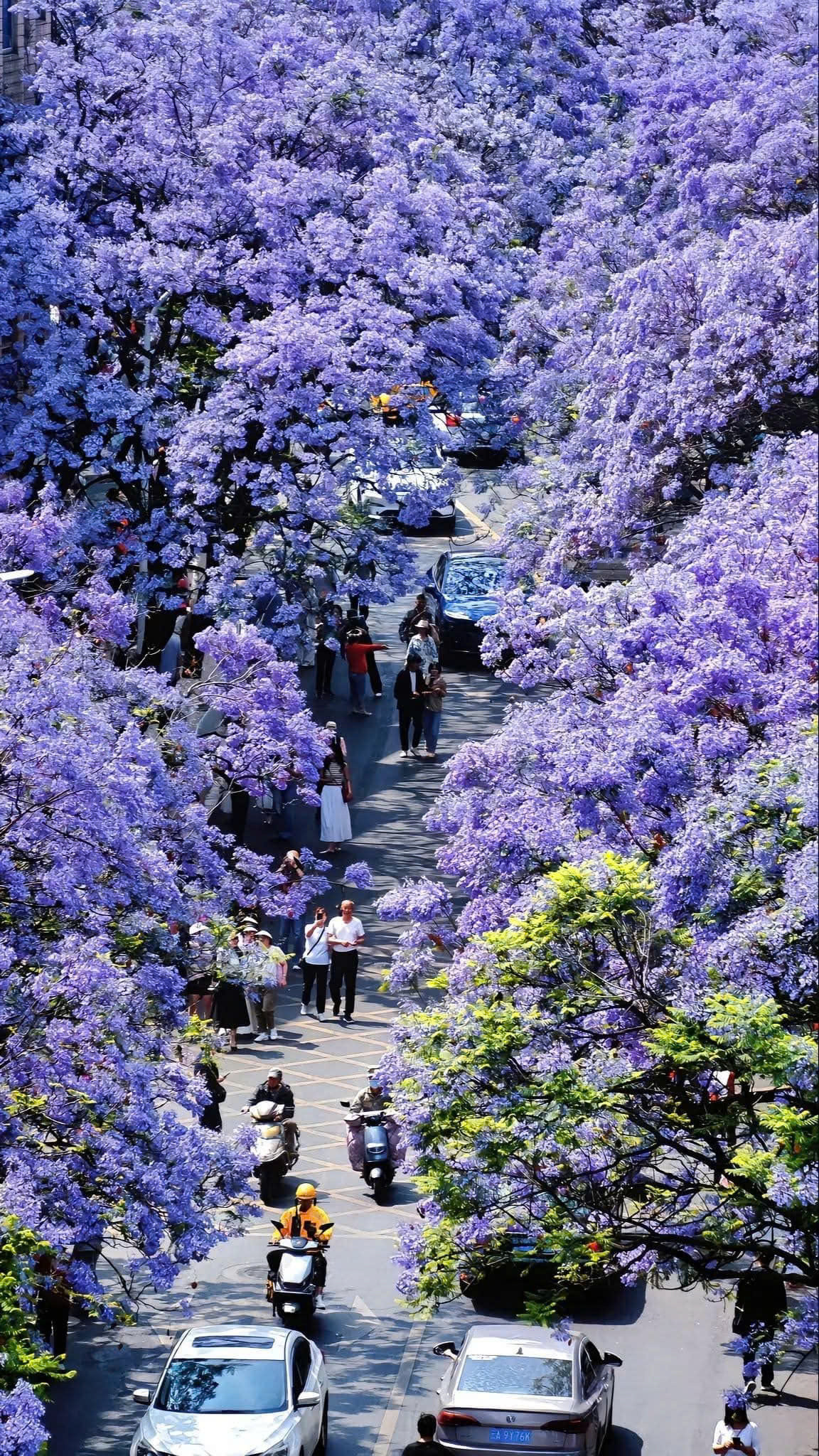 Cây hoa phượng tím, với nguồn gốc từ Nam Mỹ, đã đặt chân đến Côn Minh lần đầu tiên vào năm 1984 và mọc lên tại vườn Bách Thảo, nhờ vào việc nhập khẩu hạt giống từ Algeria trong khuôn khổ một chương trình trao đổi hạt giống quốc tế.