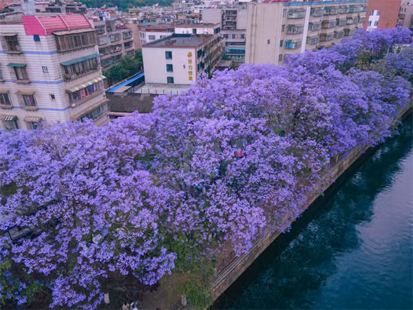 Mùa phượng tím về, thành phố chìm trong sắc màu mộng mơ của hoa phượng tím, tạo nên một khung cảnh thơ mộng đến dịu dàng, du khách như thể được "thôi miên" giữa những đám mây tím lơ lửng trên đầu. Ảnh: VCG
