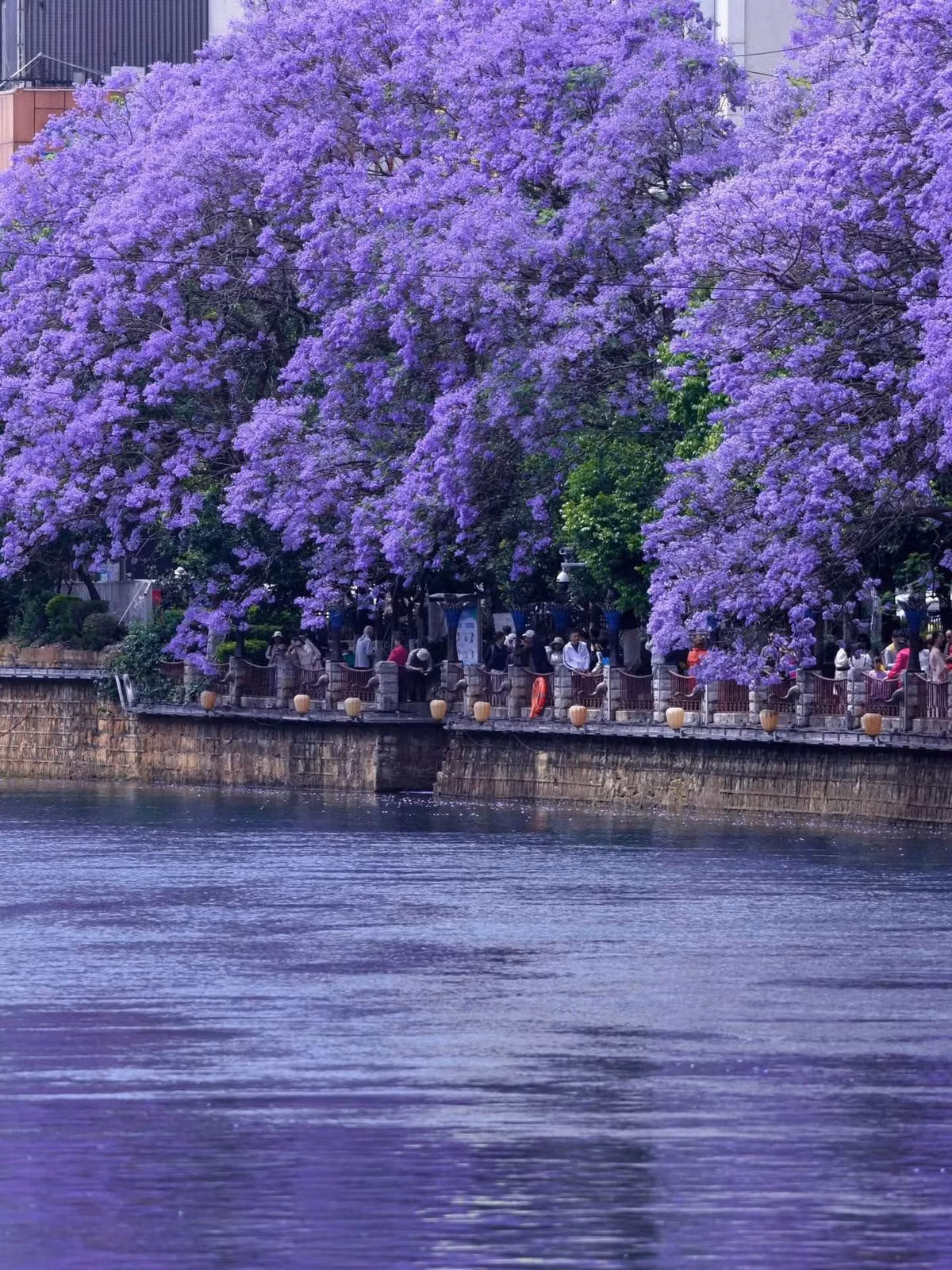 Dọc bờ sông Panlong quận Panlong là một địa điểm check-in mùa hoa phượng tím đặc trưng khác ở thành phố Côn Minh. Ảnh VCG