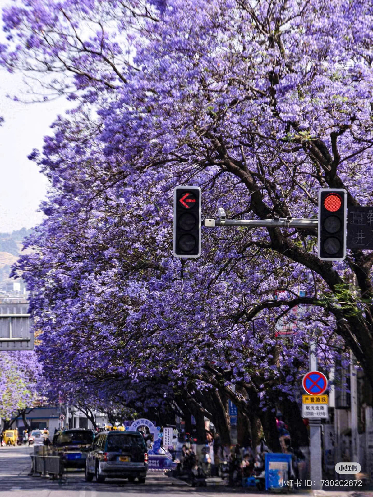 Với thân cây to lớn, bề mặt nhám, cao từ 10 – 15 m và tán rộng từ 5 – 7 m, cây phượng tím tạo nên một khung cảnh huyền ảo, như một bức tranh sống động, khi hoa nở rộ và lá rơi nhẹ theo làn gió. Ảnh CGTV