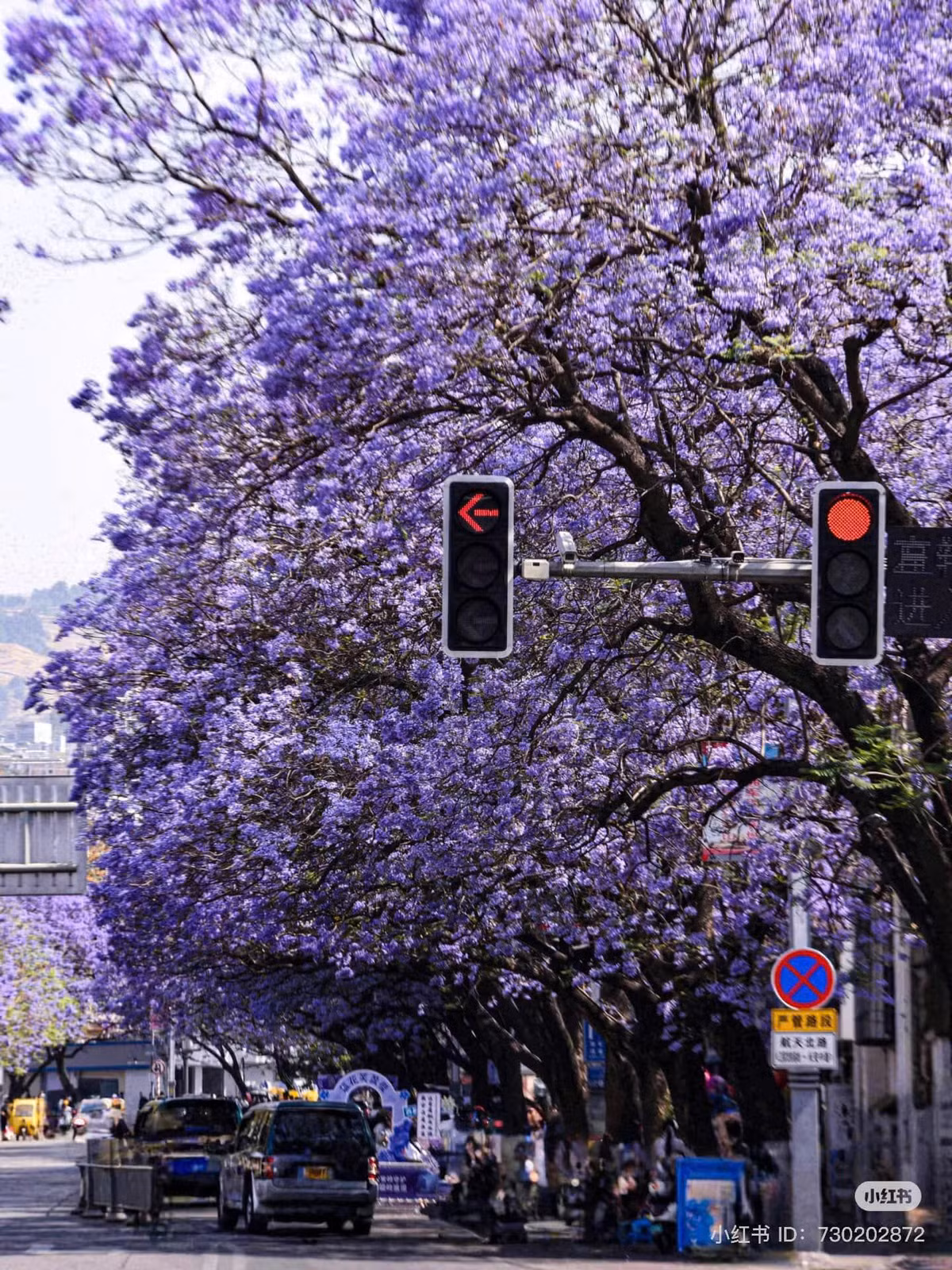 Với thân cây to lớn, bề mặt nhám, cao từ 10 – 15 m và tán rộng từ 5 – 7 m, cây phượng tím tạo nên một khung cảnh huyền ảo, như một bức tranh sống động, khi hoa nở rộ và lá rơi nhẹ theo làn gió. Ảnh CGTV