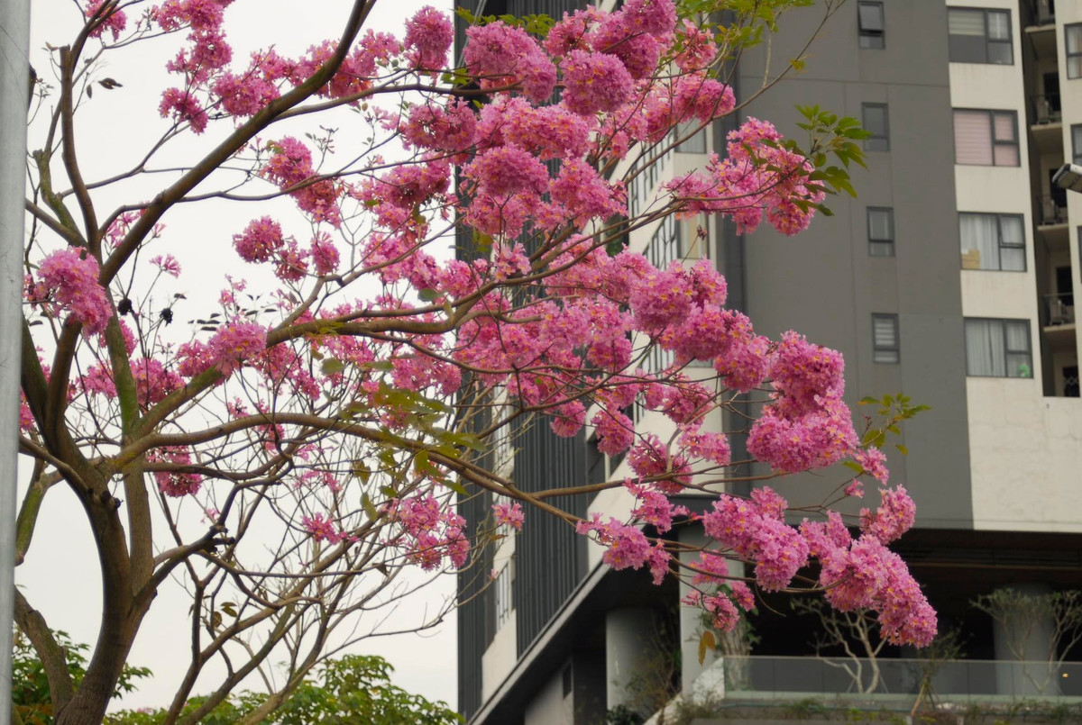 Thời điểm chụp ảnh đẹp nhất với hoa kèn hồng là vào buổi sáng, khi cánh hoa tươi, màu sáng, không bị héo. Ảnh Nong Van Bach