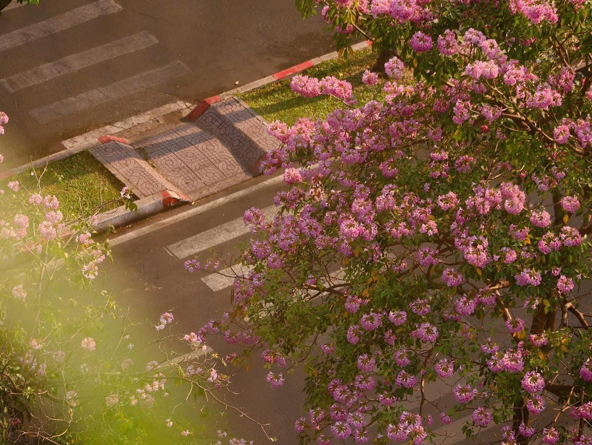 Thông thường khi tới mùa ra hoa, cây kèn hồng sẽ rụng bớt lá, trên đầu cành chỉ có những cụm hoa hồng phấn pha chút tím lãng mạn. Ảnh Nhất Ý