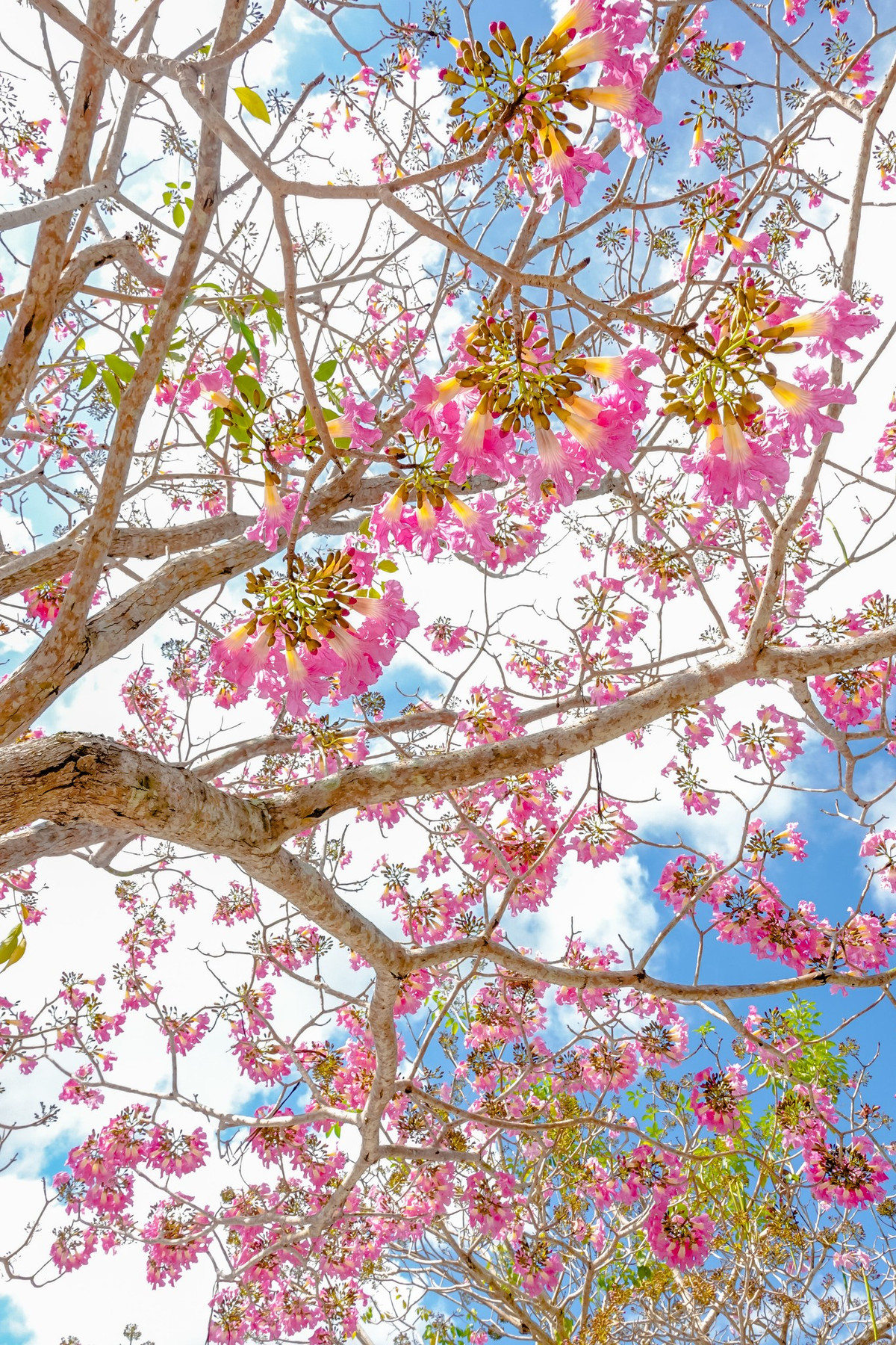 Hoa kèn hồng bắt đầu nở sớm, khoe sắc dưới ánh nắng vàng ươm ở nhiều tuyến đường tại TP.HCM, khiến người dân và du khách mê mẩn ngắm nhìn. Ảnh Dương Tấn Huỳnh