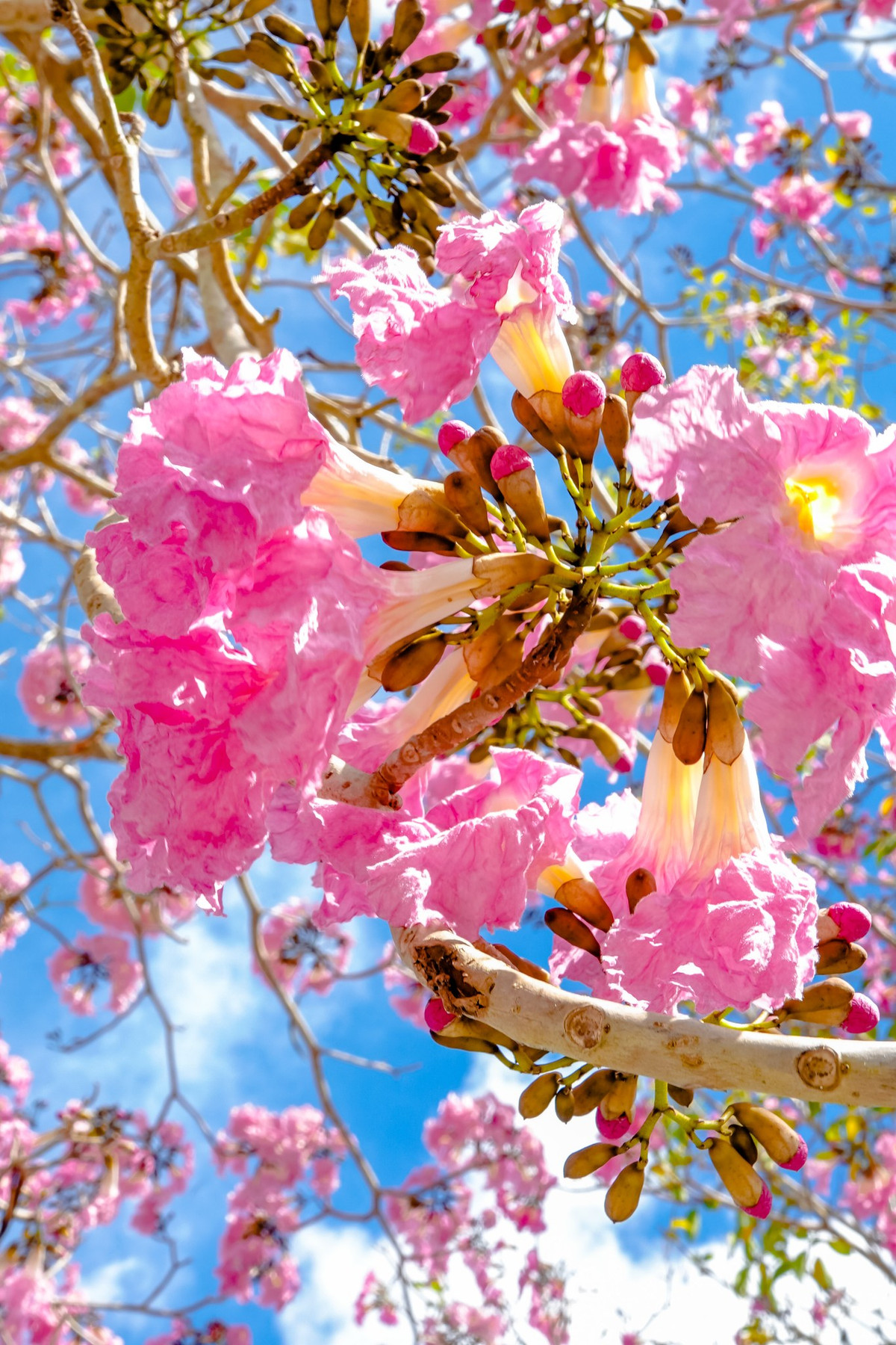 Nhìn từ xa, từng chùm hoa kèn hồng như những chiếc chuông được kết lại treo lơ lững trên cây, cũng vì lẽ đó hoa kèn hồng còn được gọi với tên gọi khác là hoa hồng chuông. Ảnh Dương Tấn Huỳnh