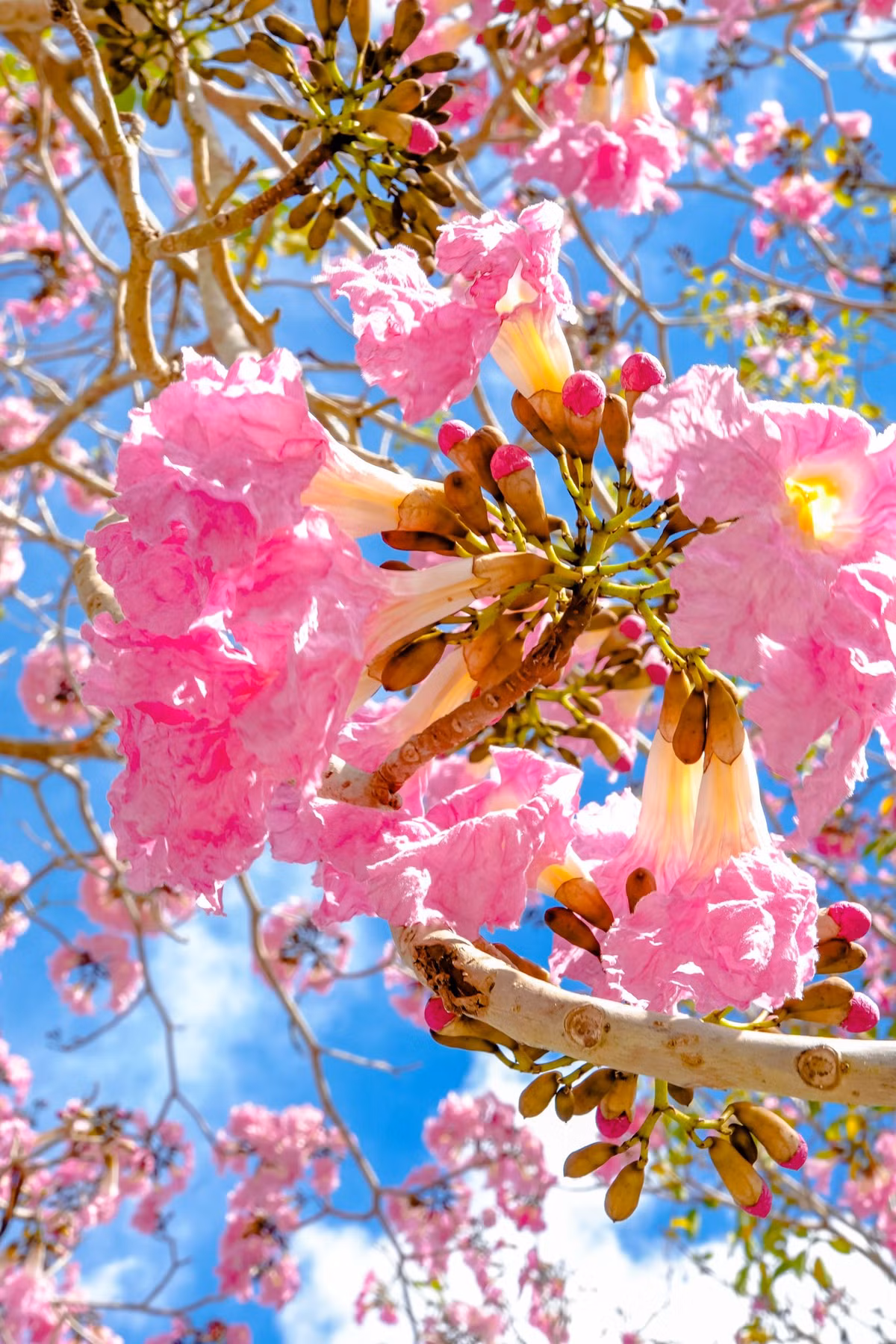 Nhìn từ xa, từng chùm hoa kèn hồng như những chiếc chuông được kết lại treo lơ lững trên cây, cũng vì lẽ đó hoa kèn hồng còn được gọi với tên gọi khác là hoa hồng chuông. Ảnh Dương Tấn Huỳnh