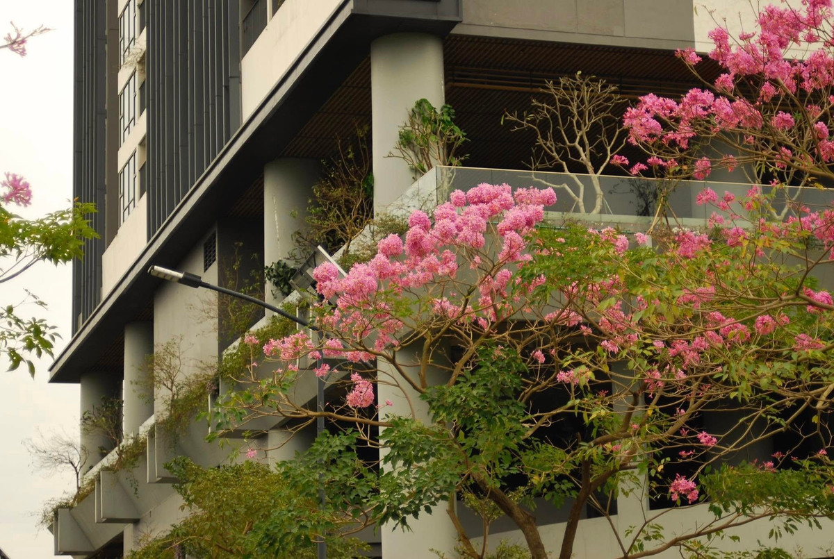 Hoa kèn hồng chỉ nở rộ trong khoảng thời gian từ 3 đến 4 ngày rồi nhanh chóng tàn. Ảnh Nong Van Bach