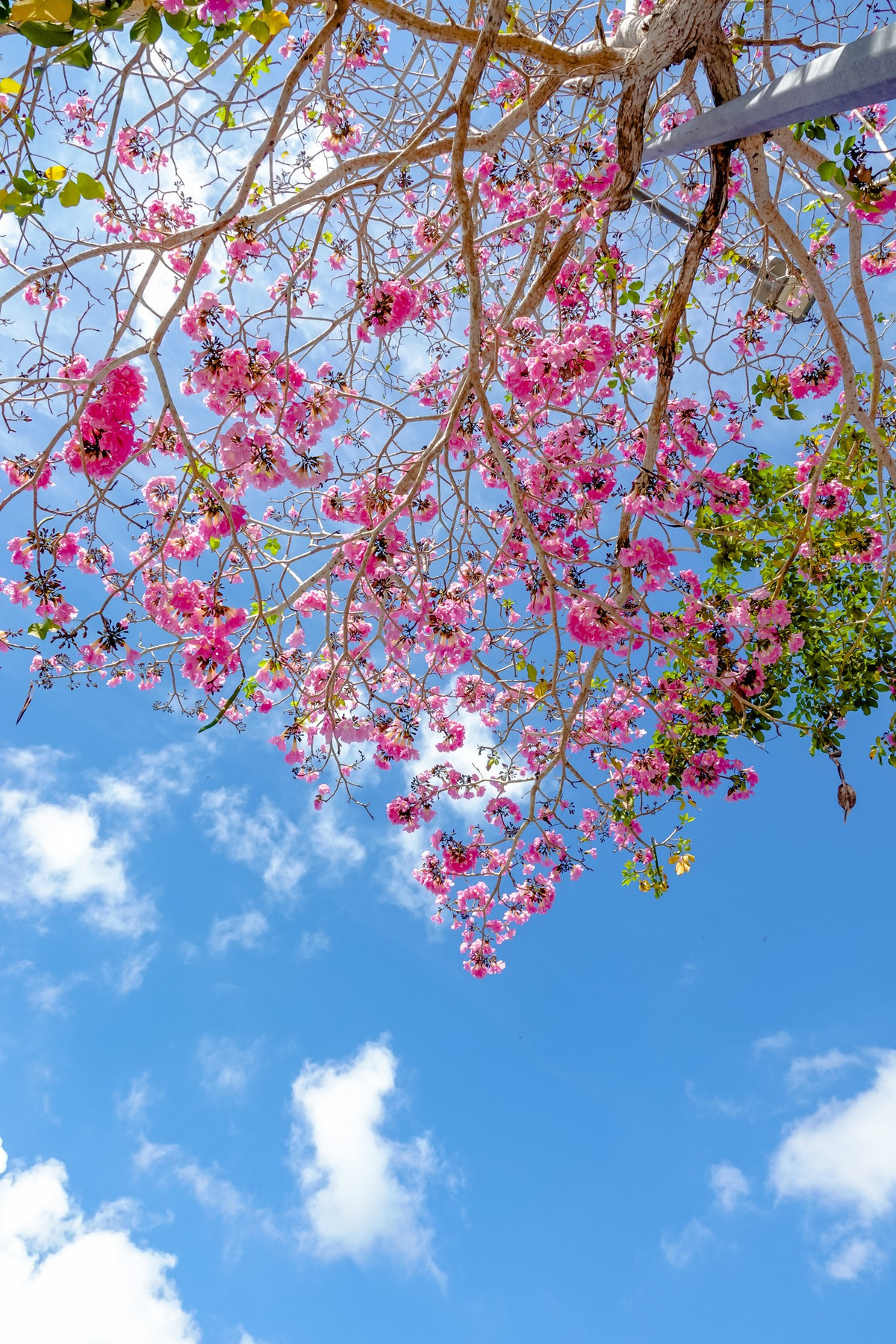 Hoa kèn hồng như một điểm nhấn đáng yêu, lãng mạn của thành phố mang tên Bác. Ảnh Dương Tấn Huỳnh