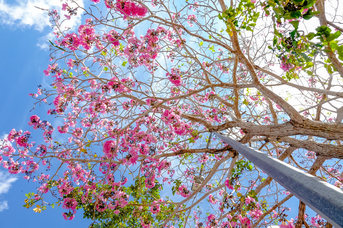 Vào mùa hoa nở, cả con đường khoác lên mình vẻ đẹp lãng mạn thu hút mọi ánh nhìn. Ảnh Dương Tấn Huỳnh