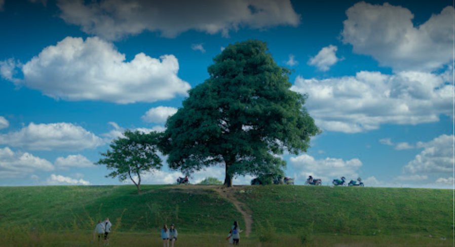 Sở dĩ, được gọi là cây cô đơn bởi vì cây nằm giữ không gian cánh đồng rộng lớn, hai bên là bờ đê với cỏ mọc xanh mướt.