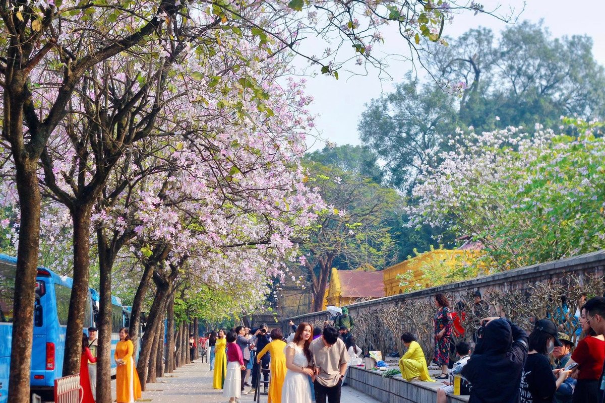 Dãy hoa ban trên đường Hoàng Diệu (quận Ba Đình) dài khoảng 100m với hàng chục cây bung nở đồng loạt là điểm thu hút đông đảo du khách trong tháng ba.