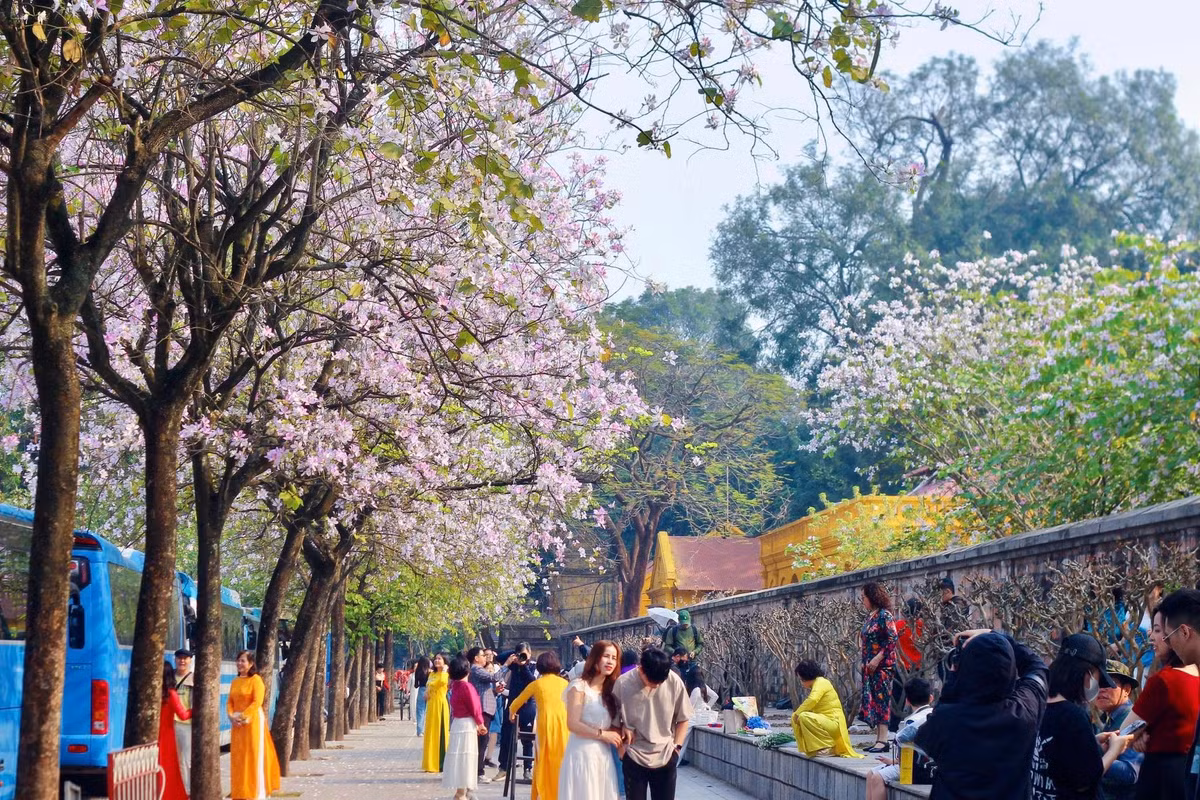 Dãy hoa ban trên đường Hoàng Diệu (quận Ba Đình) dài khoảng 100m với hàng chục cây bung nở đồng loạt là điểm thu hút đông đảo du khách trong tháng ba.