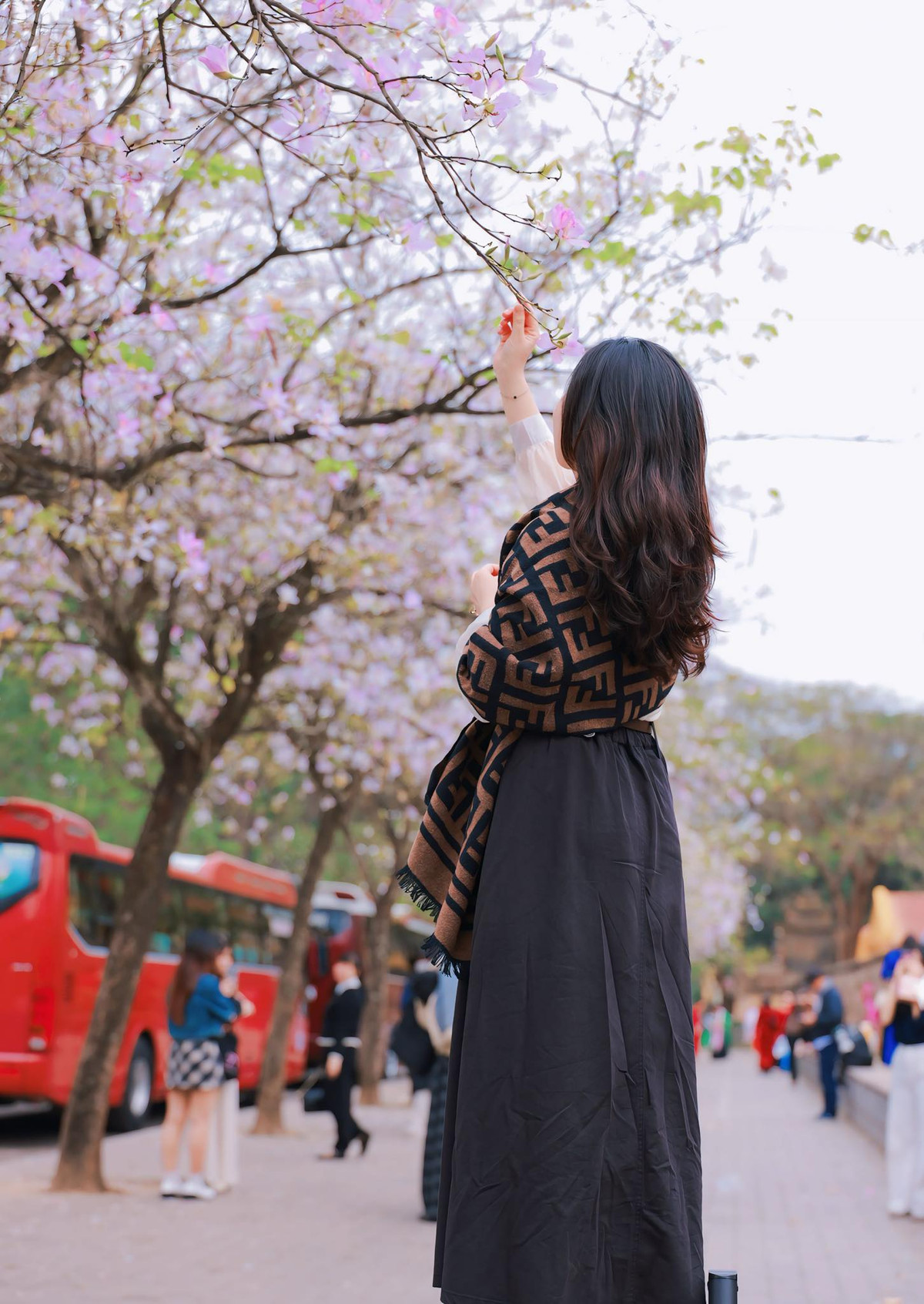 Không còn rực rỡ như lúc mới nở, nhưng sắc hoa ban cuối mùa lại mang đến một cảm giác bình yên, dịu dàng, khiến ai ngang qua cũng muốn dừng chân ngắm nhìn. Ảnh Mai Trang