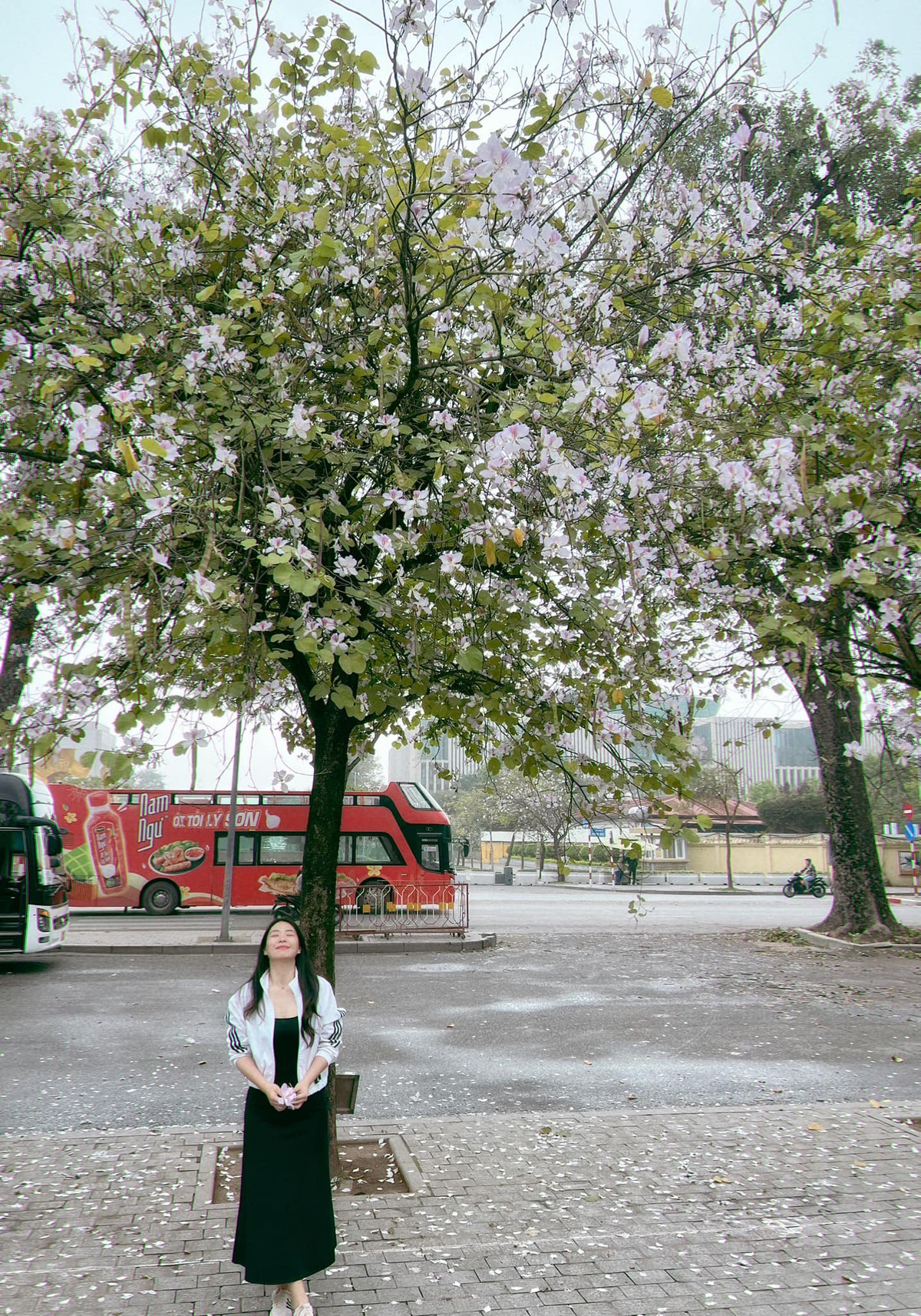 Hoa ban biểu trưng cho tình yêu, lòng hiếu thảo và biết ơn. Ảnh Diệu Ly