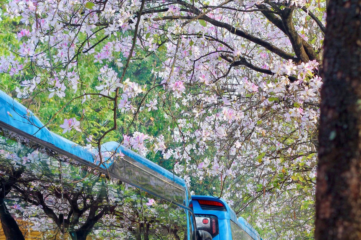 Không chỉ mang vẻ đẹp dịu dàng, hoa ban còn gợi lên những cảm xúc đầy hoài niệm. Ảnh V Trung