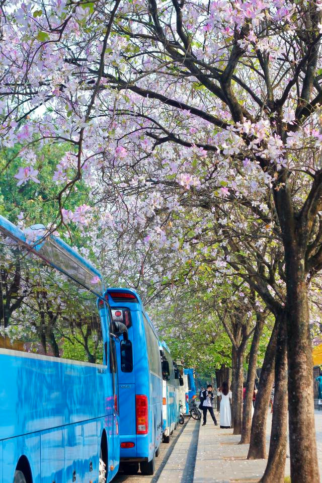 Khi cánh hoa cuối cùng rơi xuống, người ta như cảm nhận được sự vội vã của thời gian, sự mong manh của những điều đẹp đẽ. Ảnh V Trung