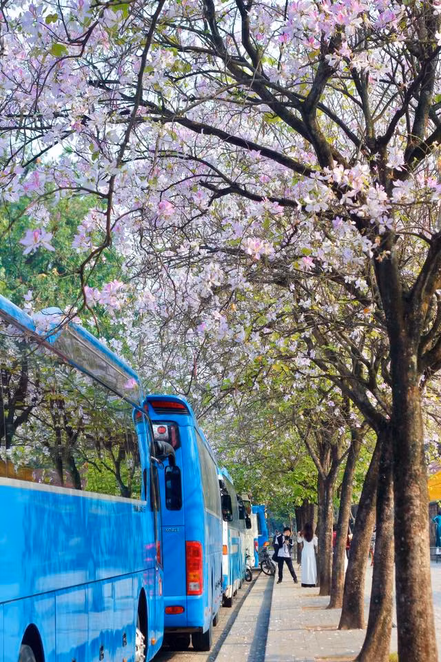 Khi cánh hoa cuối cùng rơi xuống, người ta như cảm nhận được sự vội vã của thời gian, sự mong manh của những điều đẹp đẽ. Ảnh V Trung