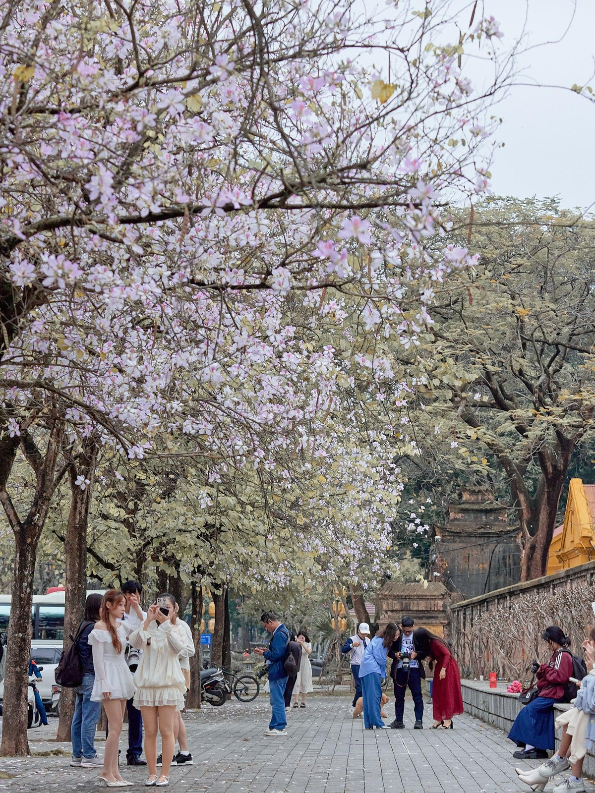 Người ta tin rằng, sắc tím của hoa ban là hiện thân của tình yêu chung thủy, bền lâu. Ảnh V Trung