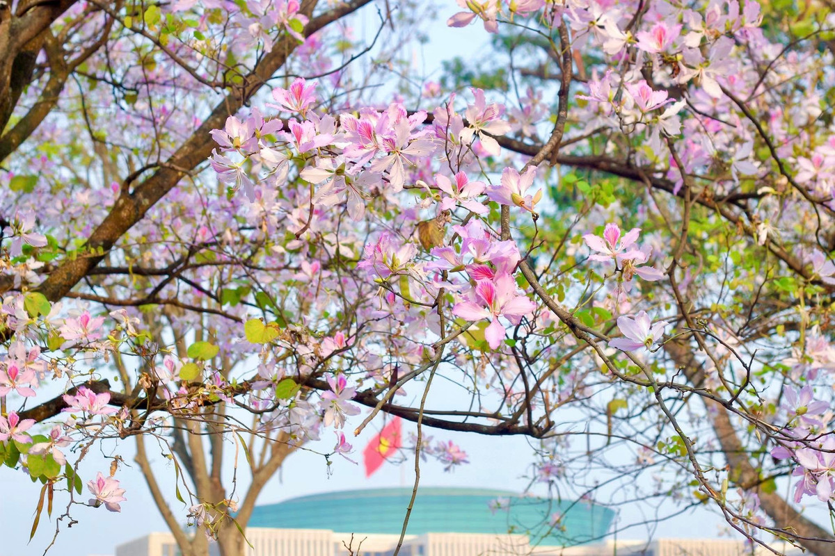 Khi mới nở, hoa mang sắc tím hồng rực rỡ, nhưng đến cuối mùa, những cánh hoa dần nhạt màu, chuyển sang trắng tinh khôi, nhẹ nhàng rơi xuống đường phố, tạo nên một khung cảnh thơ mộng hiếm có giữa lòng thủ đô. Ảnh V Trung