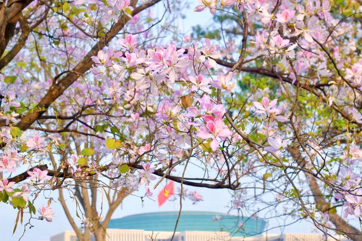Khi mới nở, hoa mang sắc tím hồng rực rỡ, nhưng đến cuối mùa, những cánh hoa dần nhạt màu, chuyển sang trắng tinh khôi, nhẹ nhàng rơi xuống đường phố, tạo nên một khung cảnh thơ mộng hiếm có giữa lòng thủ đô. Ảnh V Trung