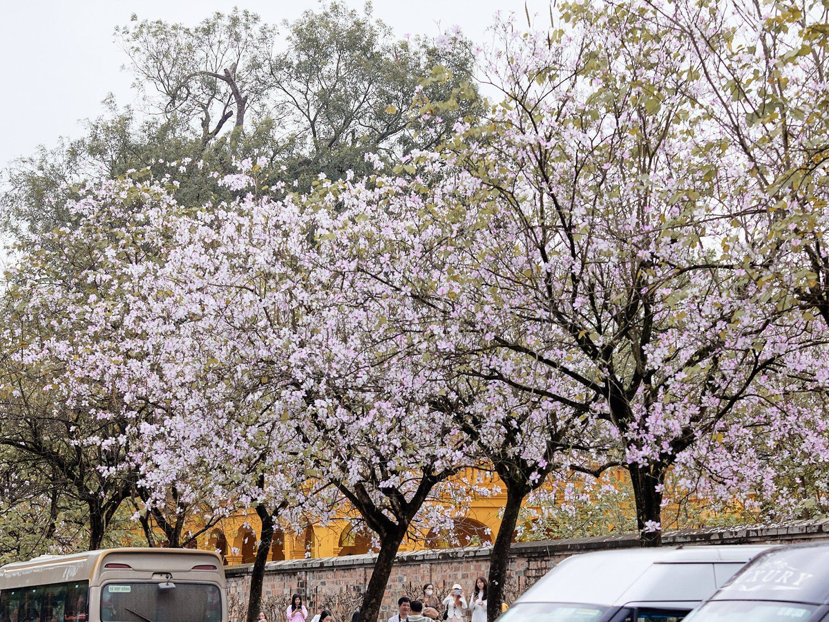 Những ngày cuối tháng 3, khi tiết trời Hà Nội bắt đầu chuyển mình sang mùa hạ, hoa ban vẫn âm thầm khoe sắc, níu chân bao người yêu thích vẻ đẹp lãng mạn của loài hoa Tây Bắc này.