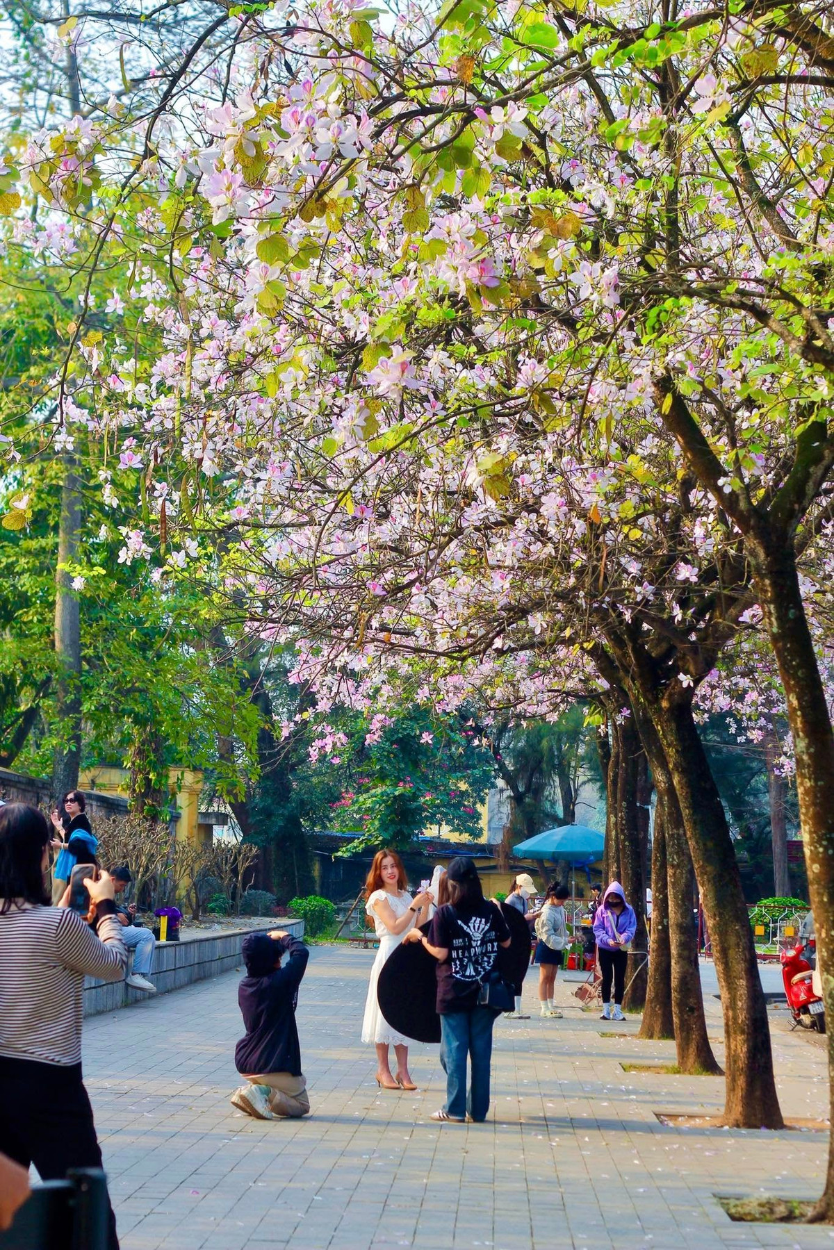 Dưới những gốc hoa ban cổ thụ, các "nàng thơ" trong tà áo dài thướt tha hay những bộ váy nhẹ nhàng tạo dáng, lưu giữ những khoảnh khắc đáng nhớ của mùa xuân. Ảnh V Trung