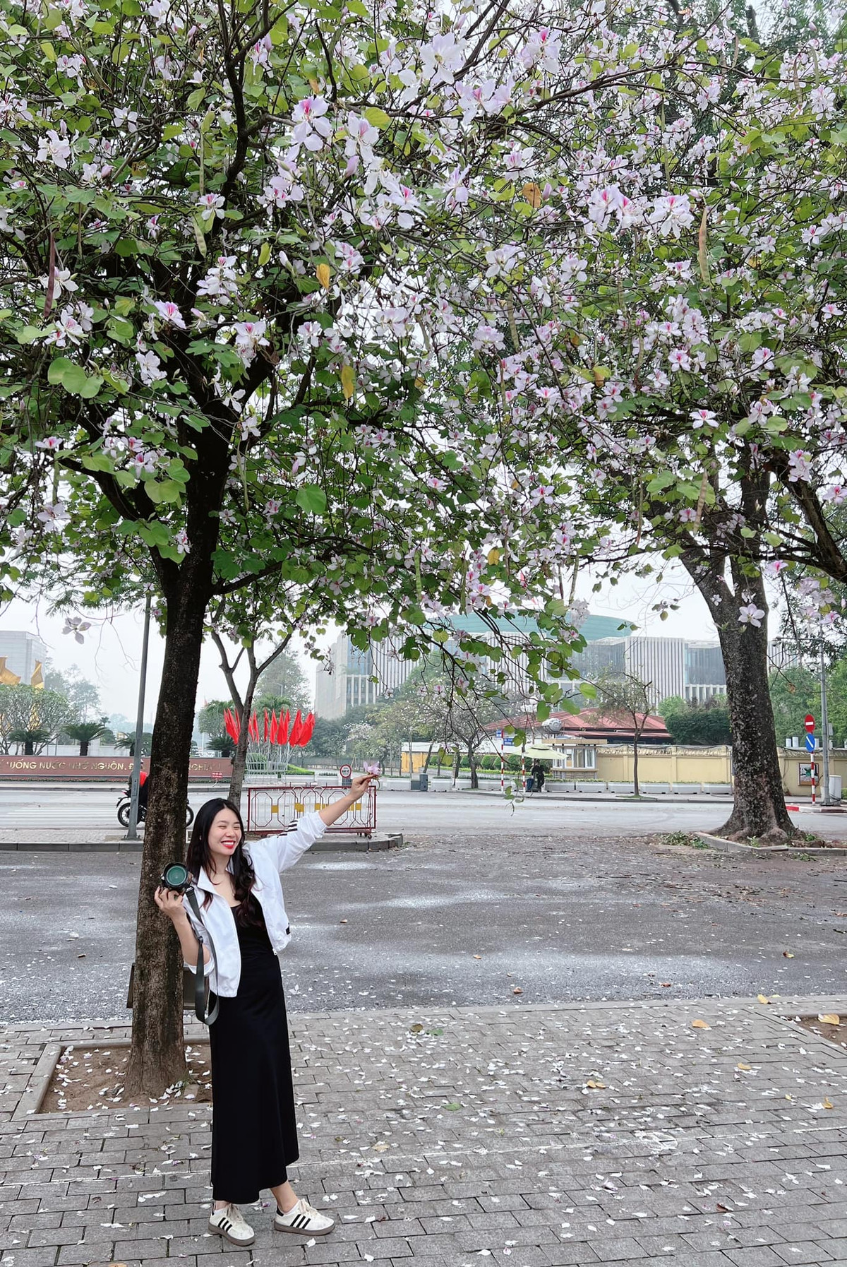 Hoa ban cuối mùa mang một vẻ đẹp trầm lắng, giống như những ký ức đẹp của mùa xuân còn vương vấn trước khi Hà Nội bước vào những ngày hè oi ả. Ảnh Diệu Ly