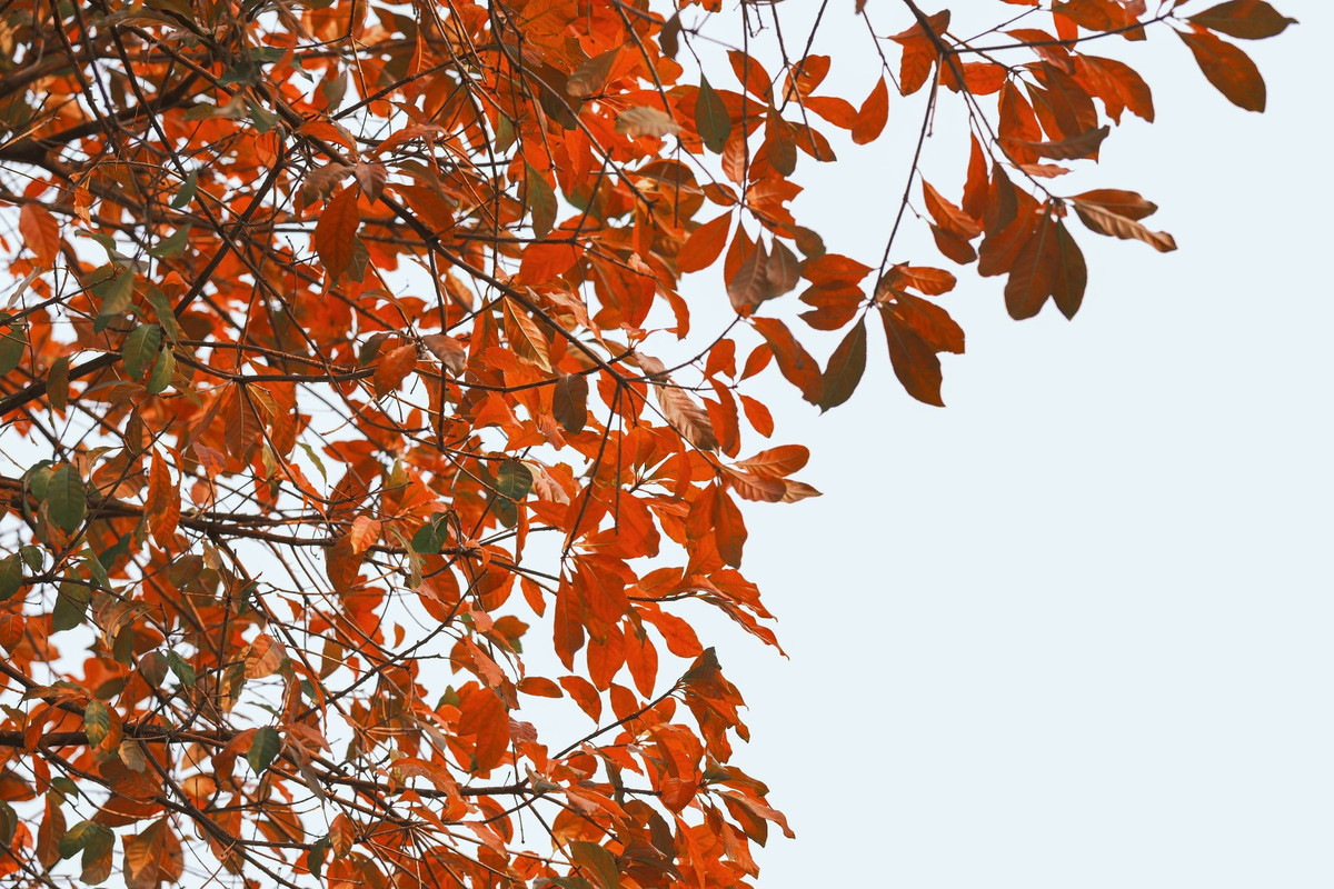 Dưới những tán cây đang chuyển màu, người ta chợt thấy Hà Nội dịu dàng hơn, chậm rãi hơn.