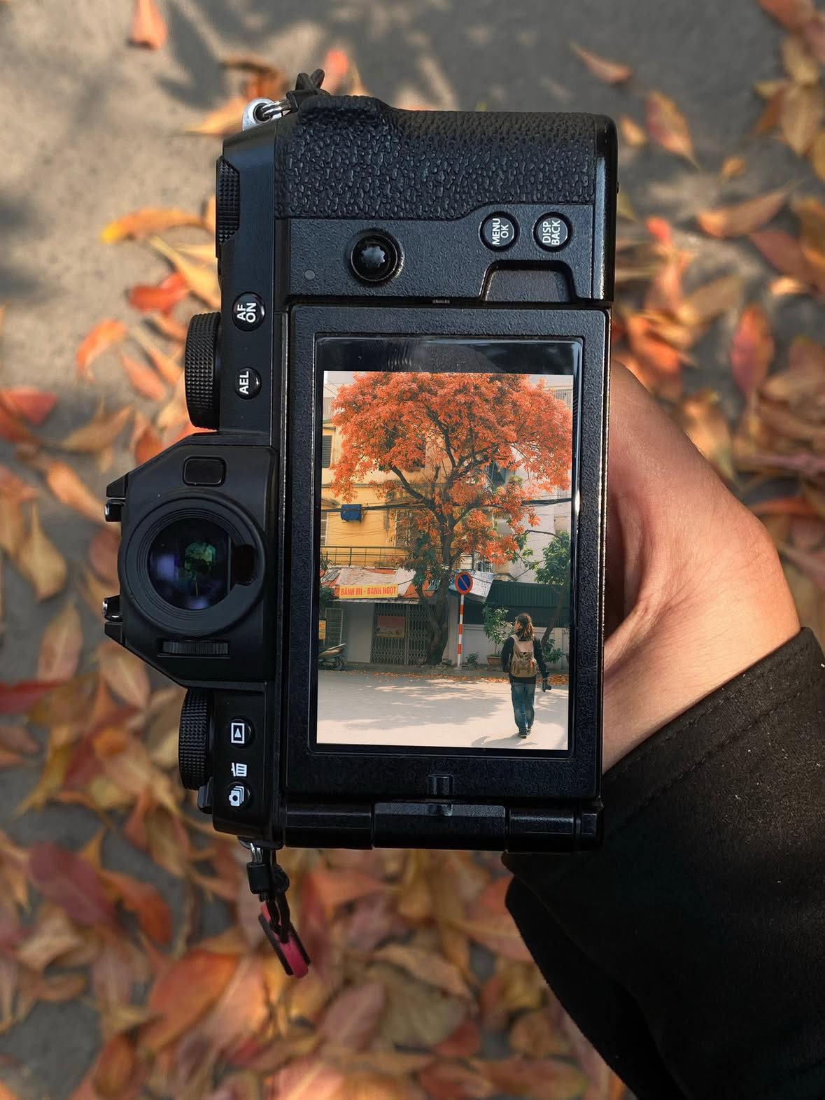 Mùa lá rụng nhanh đến, nhanh đi. Ảnh loanhquanhwqanh