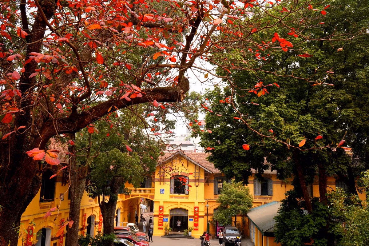 Thời điểm tốt nhất để chụp hình là buổi chiều, khi có ánh nắng xuyên qua tán lá. Ảnh Internet