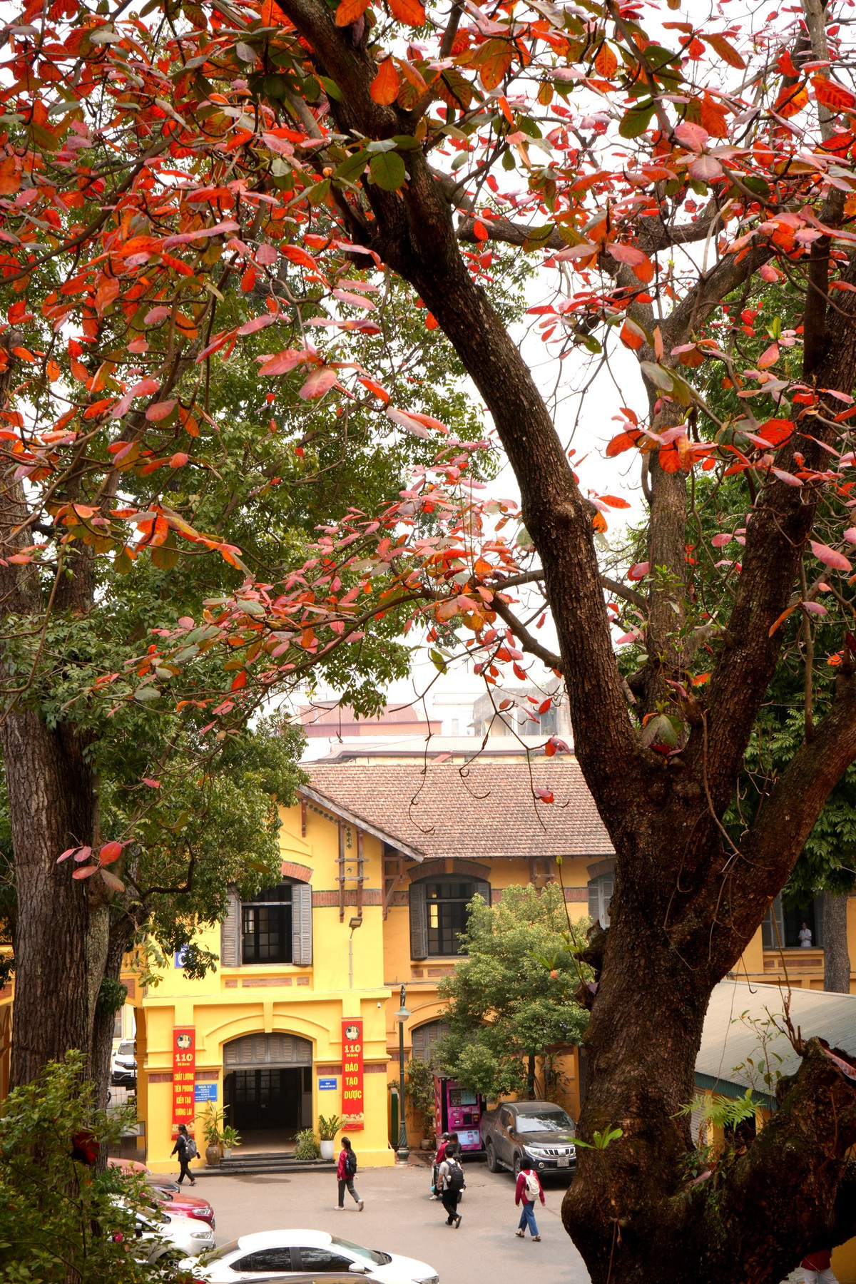 Hà Nội mỗi mùa đều có một vẻ đẹp riêng, nhưng mùa thay lá vẫn luôn là khoảng thời gian khiến lòng người xao xuyến nhất.