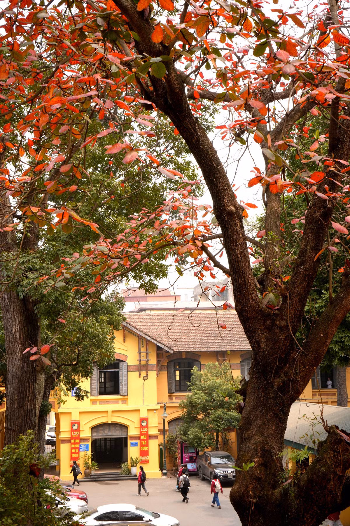 Hà Nội mỗi mùa đều có một vẻ đẹp riêng, nhưng mùa thay lá vẫn luôn là khoảng thời gian khiến lòng người xao xuyến nhất.