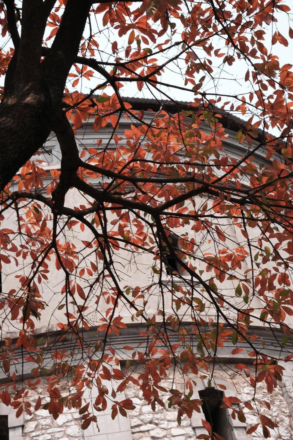 Thời điểm này vô cùng thích hợp để hội "sống ảo" thể hiện tay máy của mình, cho ra lò nhiều bức ảnh đẹp mê đắm như xứ Hàn ngay tại Hà Nội. Ảnh Internet