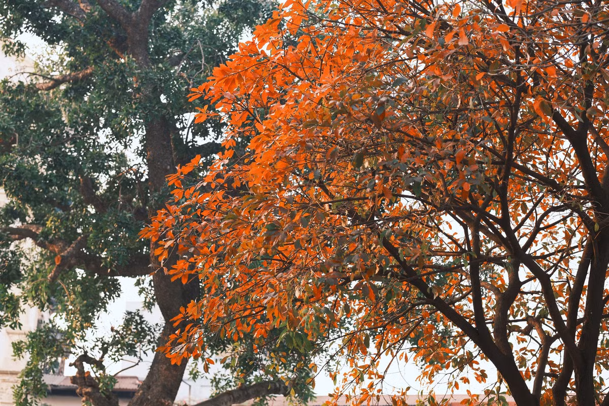 Những con đường chụp ảnh Hà Nội mùa lá rụng đẹp nhất gồm phố Phan Đình Phùng, Đinh Tiên Hoàng, tháp nước Hàng Đậu, góc chợ Đồng Xuân, con đường trồng bàng lá nhỏ dọc sông Tô Lịch... Đến những địa điểm này, du khách có thể sống ảo với nhiều phong cách khác nhau, đặc biệt bạn nào thích chụp kiểu vintage (cổ điển), nàng thơ.