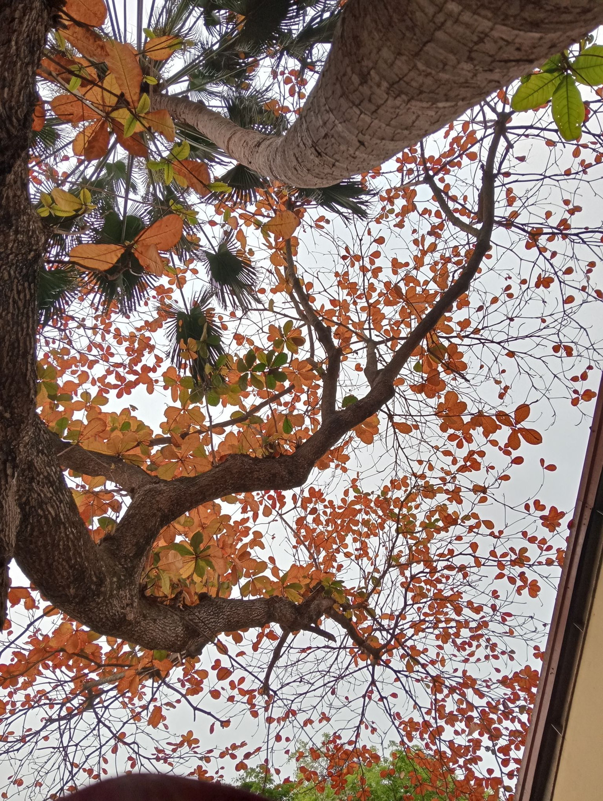 Bức tranh màu sắc mùa xuân của Hà Nội thể hiện trên từng tán lá cây đủ màu sắc đen xen, tạo nên khung cảnh được đánh giá đẹp không khác gì Hàn Quốc. Ảnh Internet