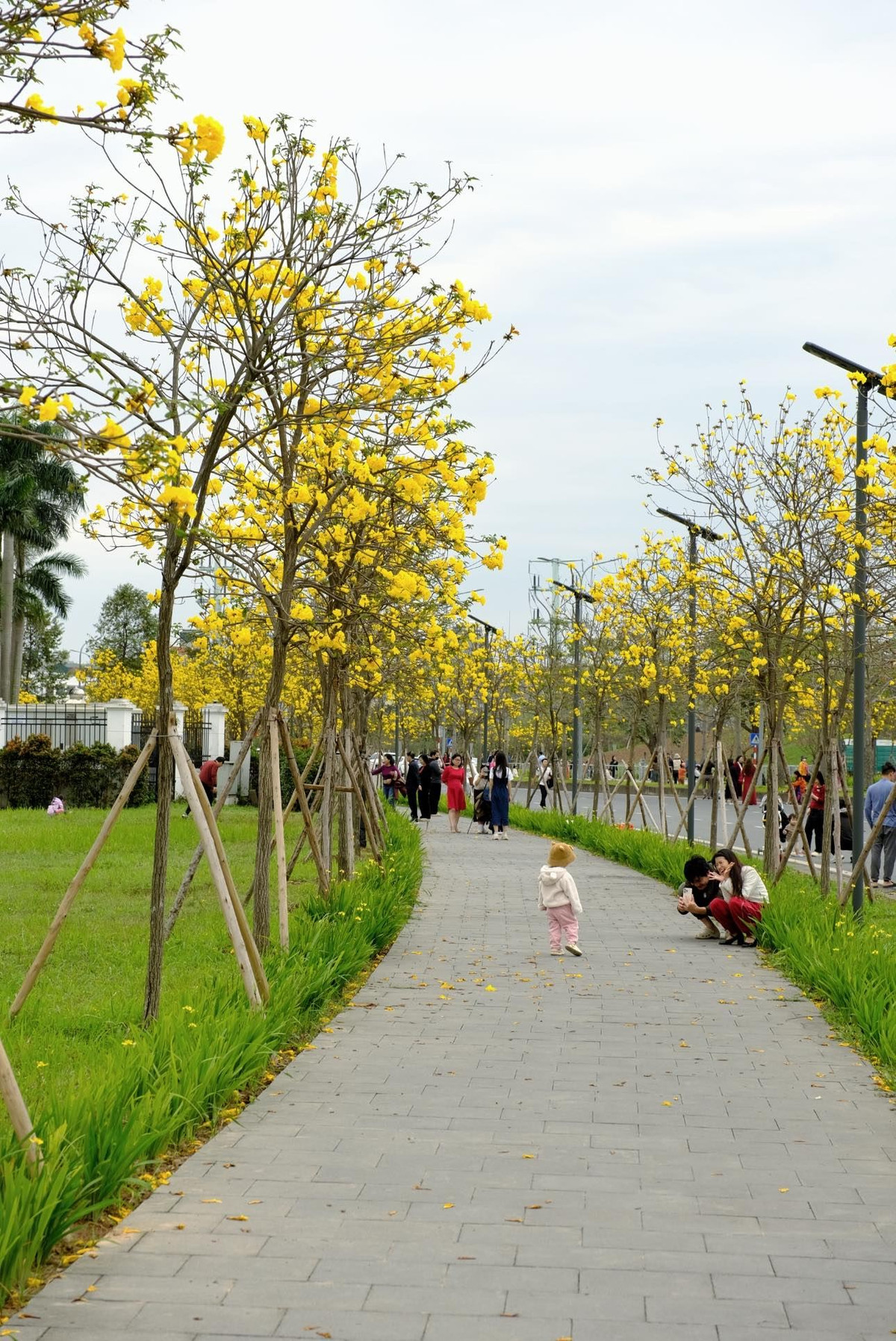 Được biết, hoa phong linh bắt đầu du nhập vào Việt Nam từ những năm 2000. Cây phong linh thích nghi nhanh với khí hậu Việt Nam và dần được ưa chuộng trồng tại nhiều cung đường, chính vẻ đẹp tự nhiên của loài hoa này đã khiến nhiều người say mê. Ảnh Hoàng Ba Đình