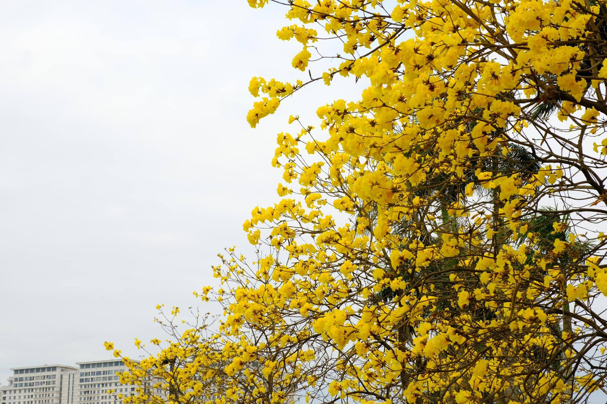 Không chỉ đơn giản là một loài hoa đẹp, Phong Linh còn mang đến cảm giác yên bình, thư thái giữa nhịp sống hả của phường Hà Nội. Ảnh Hoàng Ba Đình