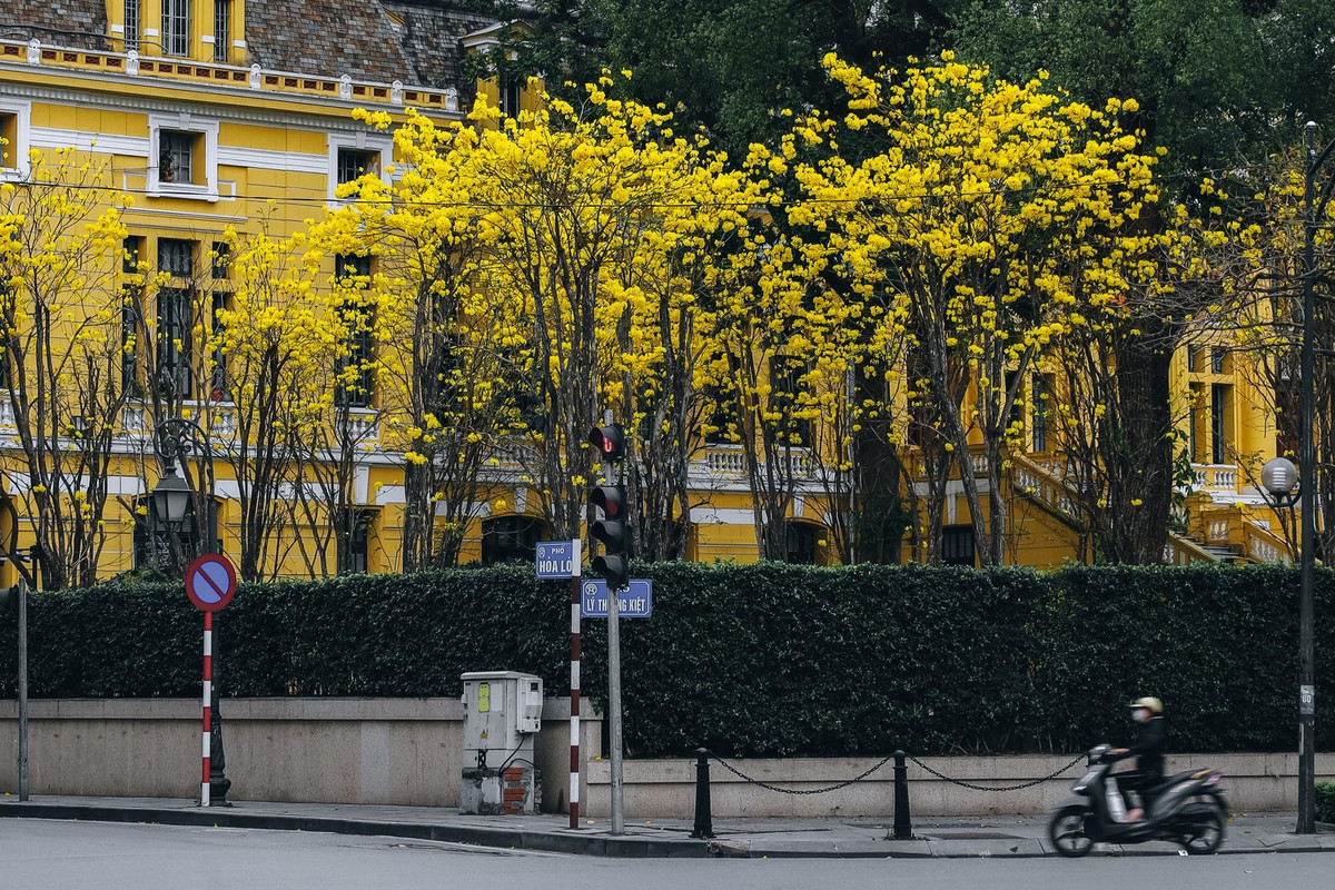 Những ngày gần đây, hàng phong linh ở đường Lý Thường Kiệt giao với Hoả Lò thi nhau khoe sắc vàng. Ảnh Phạm Hồng Vân