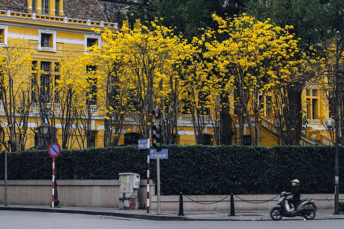 Những ngày gần đây, hàng phong linh ở đường Lý Thường Kiệt giao với Hoả Lò thi nhau khoe sắc vàng. Ảnh Phạm Hồng Vân