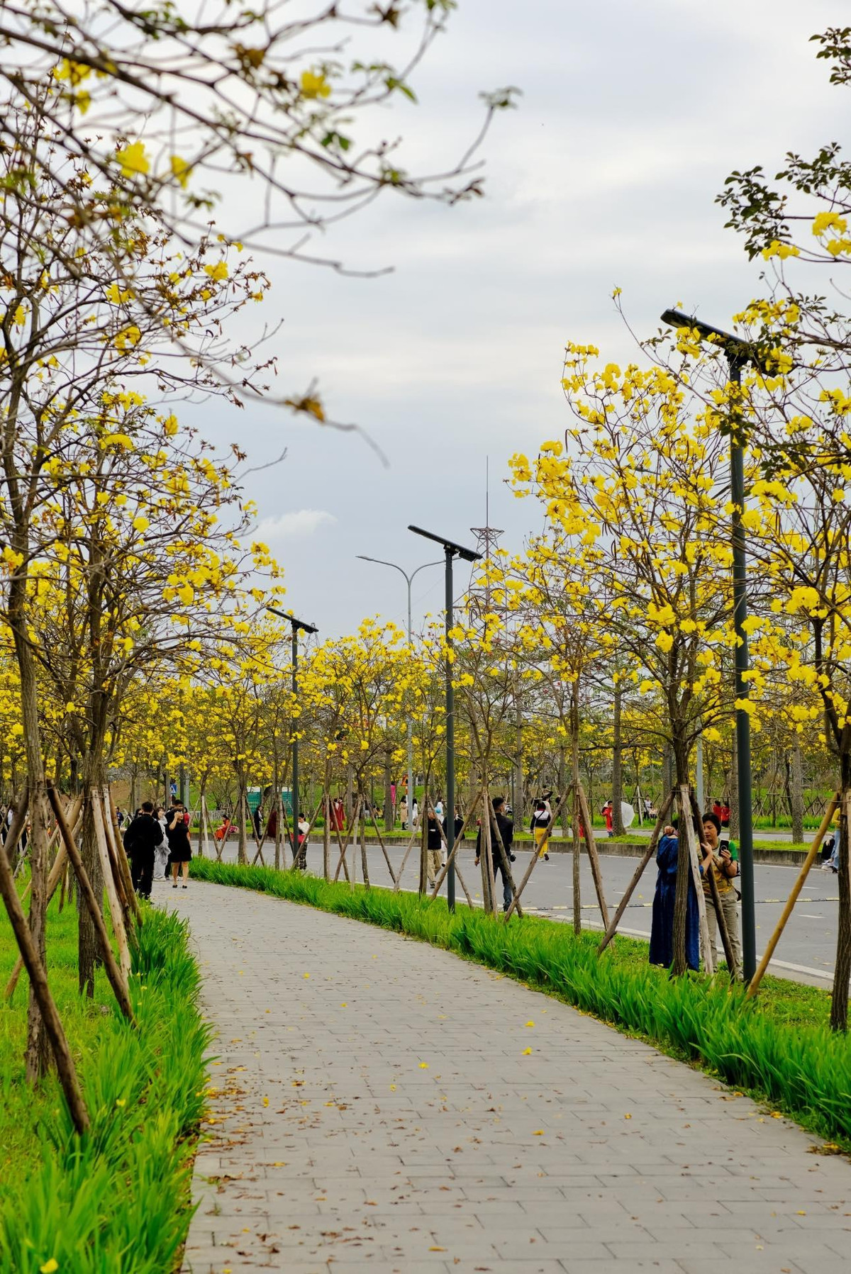 Khi hoa nở, lá cây đã rụng hết, những chùm hoa rực rỡ sẽ bao trùm cả tán cây, khoe sắc trong tiết trời mùa Xuân. Ảnh Hoàng Ba Đình