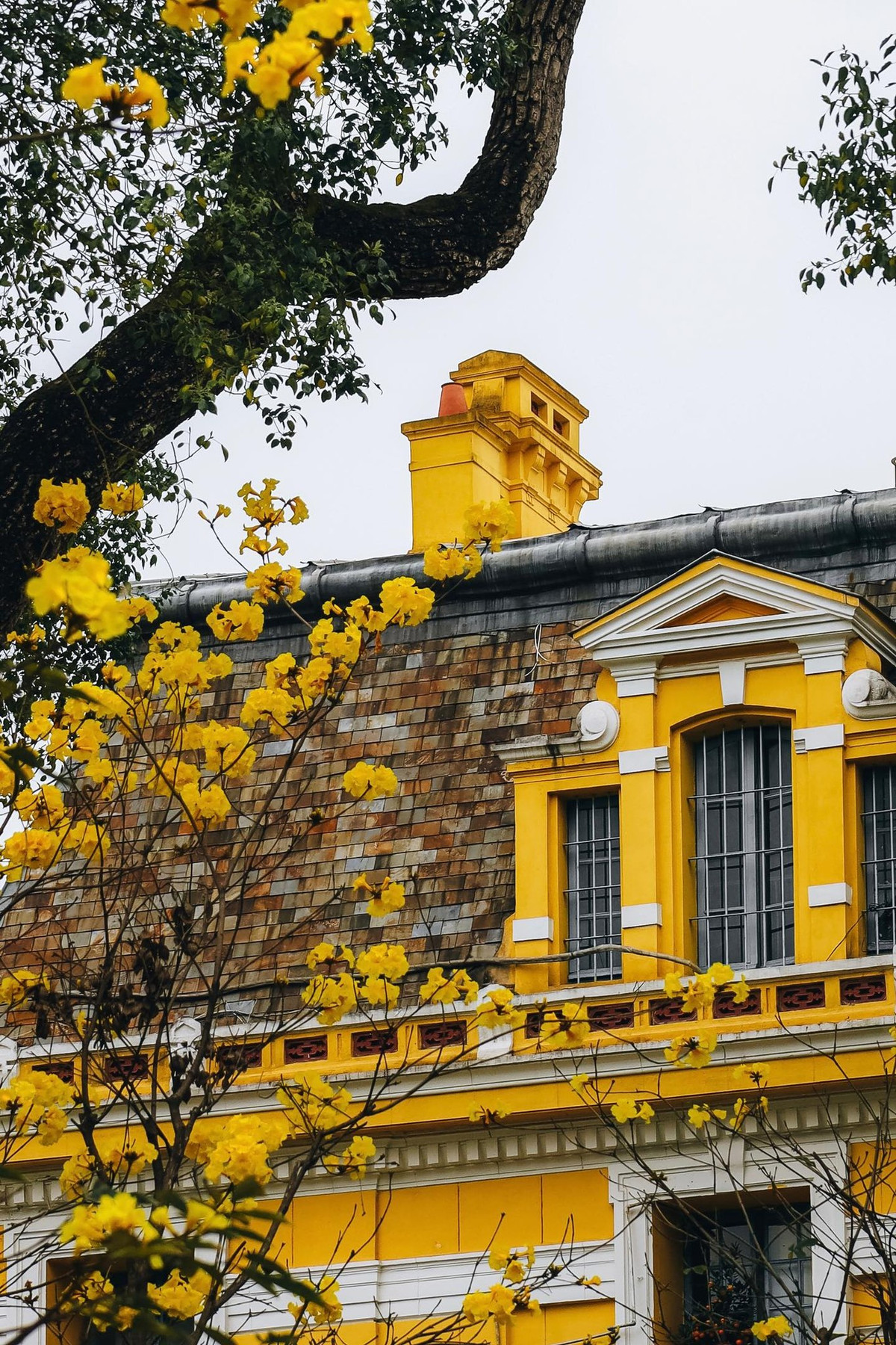 Những chùm hoa đẹp phủ khắp tán cành, nối tiếp nhau mang tới vẻ đẹp khiến nhiều người say đắm. Ảnh Phạm Hồng Vân